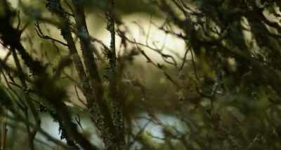 We have this advanced
nervous system - Heal