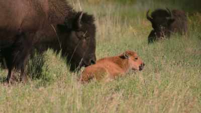 We have been here,
conservatively, 12,000 years. - The American Buffalo