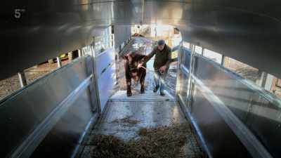 We have been planning for ages
to get a bull, - Our Yorkshire Farm