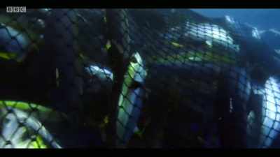 We have created a database
that has world fisheries statistics, - Extinction: The Facts