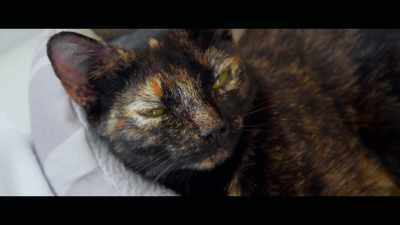 We have to do
something to help them, - Cat Daddies