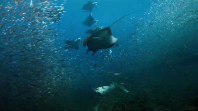 We have far too few marine sanctuaries, - Our Planet