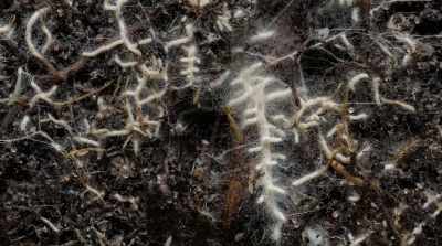 We have flourished side by side
with your species - Fantastic Fungi