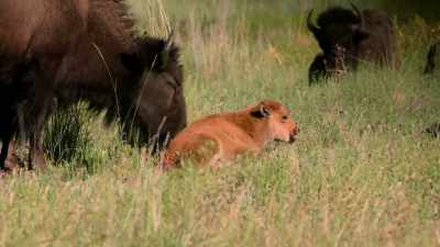 We have lived here
for 600 generations. - The American Buffalo