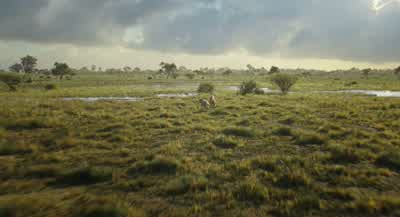 We have to move. - Mufasa: The Lion King