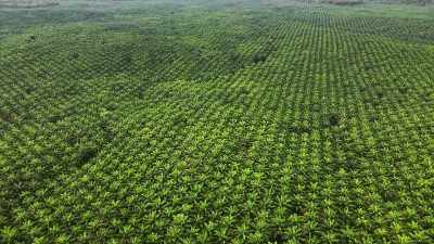 We have planted
vast regiments of crops - The Green Planet