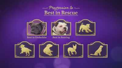 We have Saber, our Best in Underbite, - 2022 American Rescue Dog Show