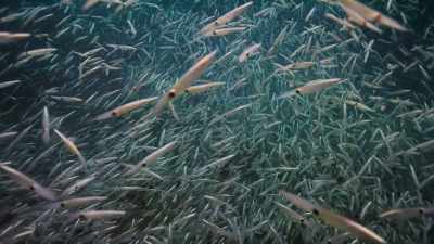 We have severely depleted
both their predators and competitors, - Our Planet