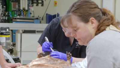 We have specialized
dental drills - Secrets of the Zoo