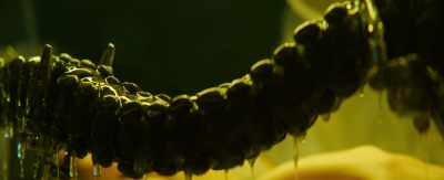 We have to study
this creature - Project 'Gemini'
