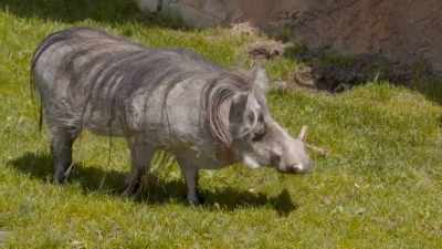 We have taught randall to let us
give him injections, - Secrets of the Zoo