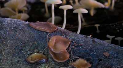 We have the ability to do so much
more than just breakdown matter. - Fantastic Fungi