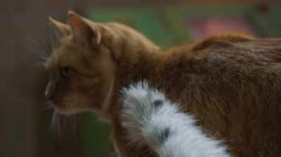 We haven't studied
any long-term effects yet. - Cats & Dogs 3: Paws Unite