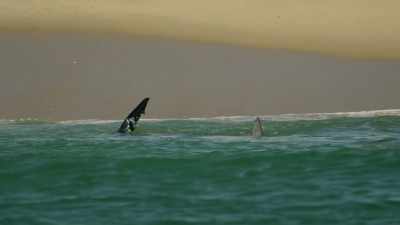 We hebben dit gedrag
nog nooit eerder gezien op Cape Cod. - Return of the White Shark