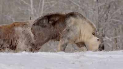 We know every individual
within this herd, - Secrets of the Zoo