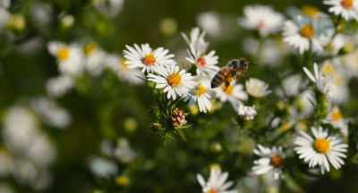 We know it's a win-win-win, - The Pollinators