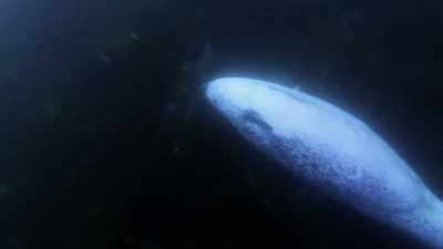 "We know narwhals cross paths with
belugas and share feeding grounds." - Secrets of the Whales