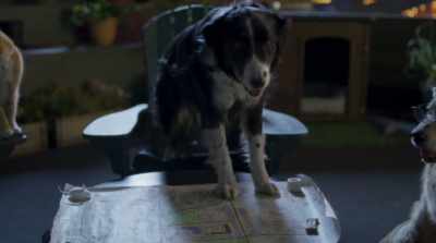 We know our tech is down,
right? So we gotta go old-school. - Cats & Dogs 3: Paws Unite