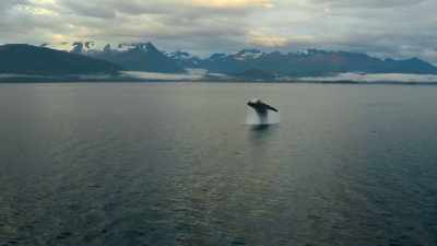We know that
if we ask vessels to go slower, - The Year Earth Changed