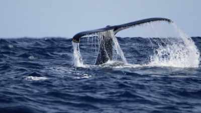 We know that these phrases
are being passed - Secrets of the Whales