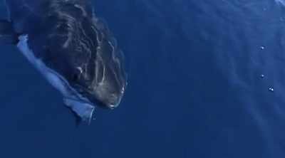 We know they travel
great distances - Shark Attack Files