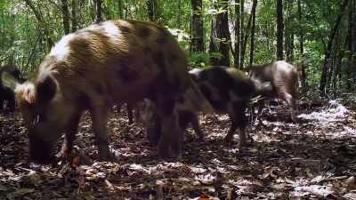 We know that when critters
consume carcasses, - Never Seen Again