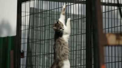 We land on two and they snap like twigs. - Kedi