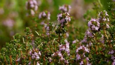 We learn from plants and nature, - Origins: The Journey of Humankind