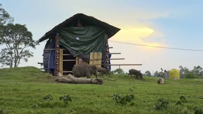 We love them so much. - The Elephant Whisperers