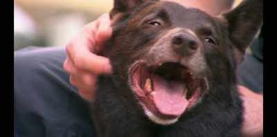 We made sure that his condition
was really closely monitored. - Koko: A Red Dog Story