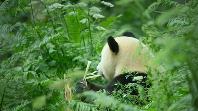 We may not think of pandas
as tree-dwelling creatures... - A Year on Planet Earth