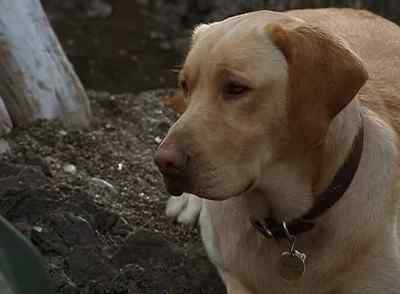We might get really hungry. - Far from Home: The Adventures of Yellow Dog