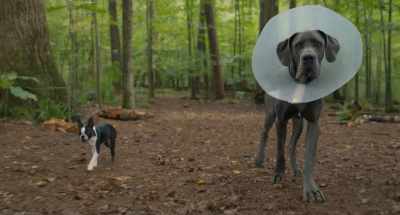 We might, however, be able to
get that thing off your head. - Strays