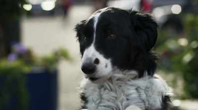 We narrowed it
down to this zone, - Cats & Dogs 3: Paws Unite