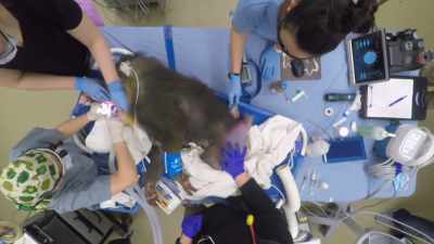We need to get him
out of the anesthesia, - Secrets of the Zoo
