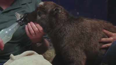 We need to get it nursing soon, - Secrets of the Zoo