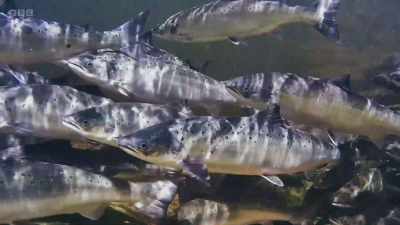 We need to look at trying to
manage those water temperatures. - Wild Isles
