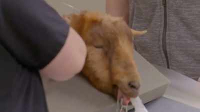 We need to make sure that she
is safely sedated - Secrets of the Zoo