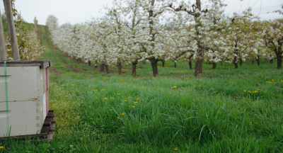 We need to move the pollen
to the ovary, - The Pollinators