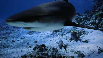 We need to protect
the whole ecosystem - Protecting Paradise: The Story of Niue