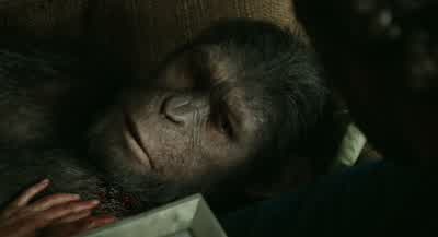 We need to operate. - Dawn of the Planet of the Apes