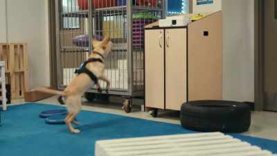 We needed a program
that we could research the dogs, - Inside the Mind of a Dog