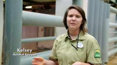 We noticed that he had
a pretty substantial wound there, - Magic of Disney's Animal Kingdom