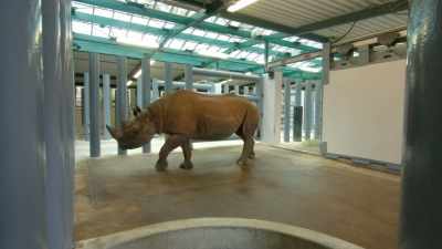 We noticed
that Badru had a few extra pounds on him, - Magic of Disney's Animal Kingdom