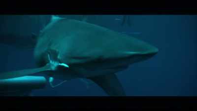 We had noticed
that before they bit the whale, - Playing with Sharks