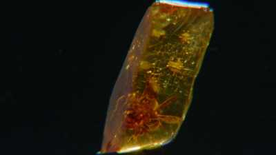 We now know that bees sleep, - Cosmos: Possible Worlds