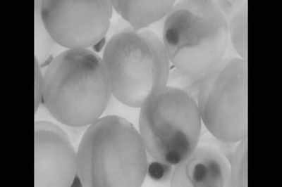 We now know that taking wild
fish - Artifishal