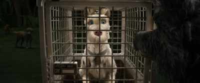 We only brought you here - Isle of Dogs