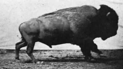We owe it to future
generations to keep alive - The American Buffalo