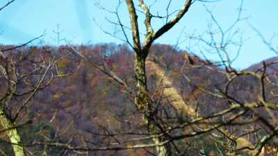 We were playing up
on the hill in the woods. - On the Trail of UFOs: Dark Sky